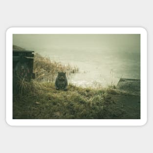 Sat tubby cat sitting on the bank of frozen lake Sticker